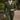 Dark Green three-piece suit worn - Beaulin Paris